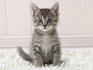 Or for this lovely kitten...