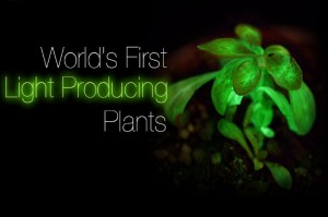 Bioglow-Plants-1