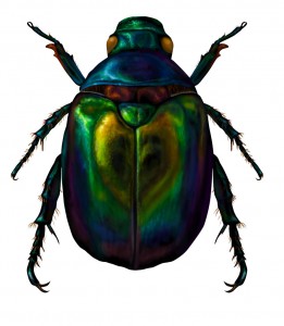 Not sure if I'd get away with actually showing the cannibalism so here's a pretty scarab!